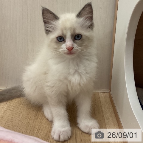 ラグドールの写真