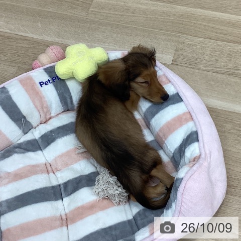 神奈川県のカニンヘンダックスフンド(ロング) (ペットプラス 相模原並木店/2026年7月1日生まれ/男の子/レッド)の子犬の4枚目の画像