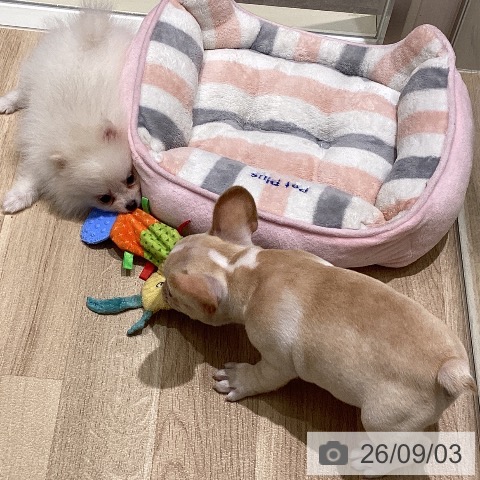 宮城県のフレンチブルドッグ (ペットプラス 仙台上杉店/2026年6月30日生まれ/男の子/クリーム)の子犬の4枚目の画像