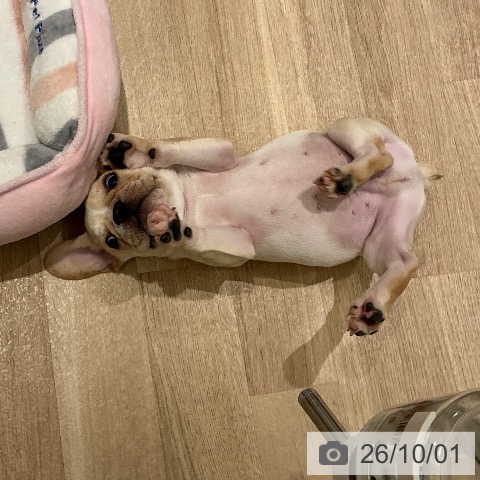 宮城県のフレンチブルドッグ (ペットプラス 仙台上杉店/2026年6月30日生まれ/男の子/クリーム)の子犬の4枚目の画像