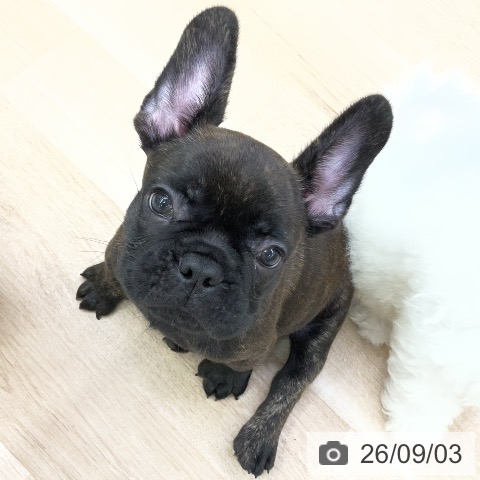 福島県のフレンチブルドッグ (ペットプラス 福島店/2026年6月30日生まれ/男の子/ブリンドル)の子犬の4枚目の画像