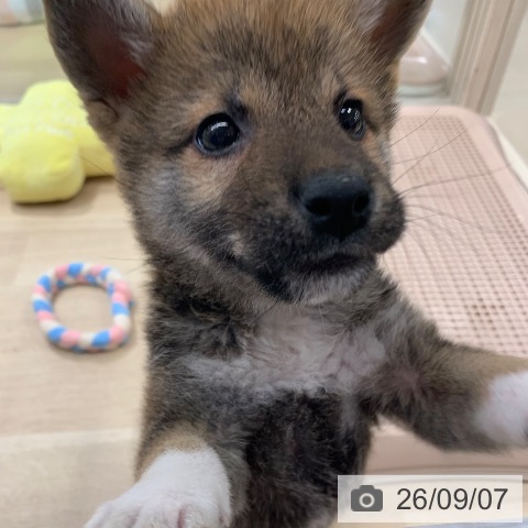 東京都の柴犬(標準サイズ) (ペットプラス アクアシティお台場店/2026年6月25日生まれ/男の子/赤)の子犬の4枚目の画像