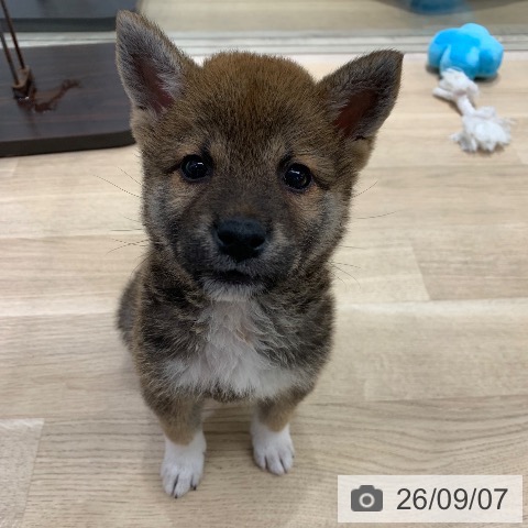 東京都の柴犬(標準サイズ) (ペットプラス アクアシティお台場店/2026年6月25日生まれ/男の子/赤)の子犬の3枚目の画像