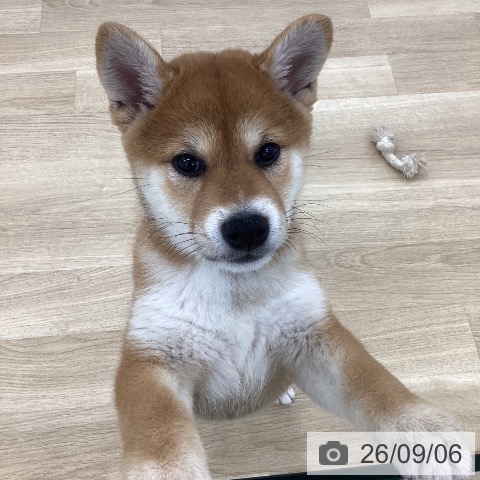 山梨県の柴犬(標準サイズ) (ペットプラス 甲府国母店/2026年6月26日生まれ/男の子/赤)の子犬の3枚目の画像