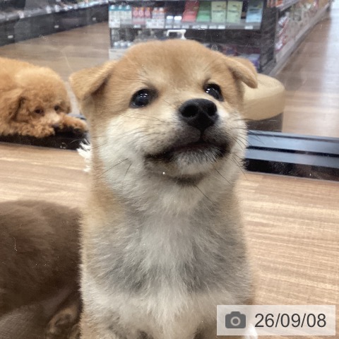 茨城県の柴犬(標準サイズ) (ペッツワン つくば店/2026年6月30日生まれ/男の子/赤)の子犬の4枚目の画像