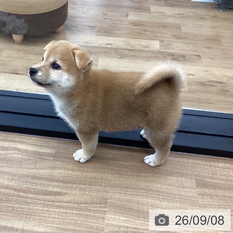 茨城県の柴犬(標準サイズ) (ペッツワン つくば店/2026年6月30日生まれ/男の子/赤)の子犬の3枚目の画像