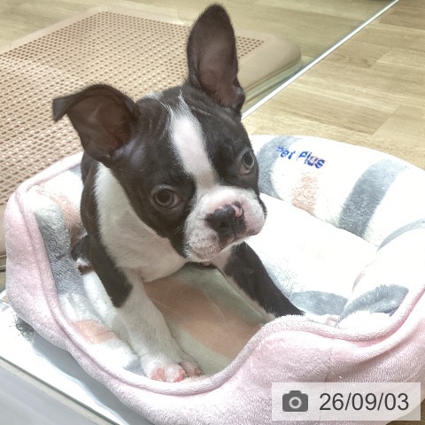 宮城県のボストンテリア (ペットプラス 名取店/2026年6月30日生まれ/男の子/ボストンカラー)の子犬の4枚目の画像