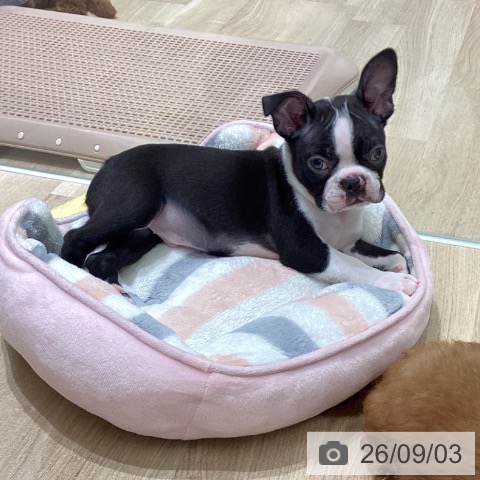 宮城県のボストンテリア (ペットプラス 名取店/2026年6月30日生まれ/男の子/ボストンカラー)の子犬の3枚目の画像