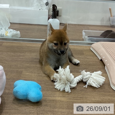 埼玉県の柴犬(標準サイズ) (ペッツワン 吉川美南店/2026年7月2日生まれ/女の子/赤)の子犬の3枚目の画像