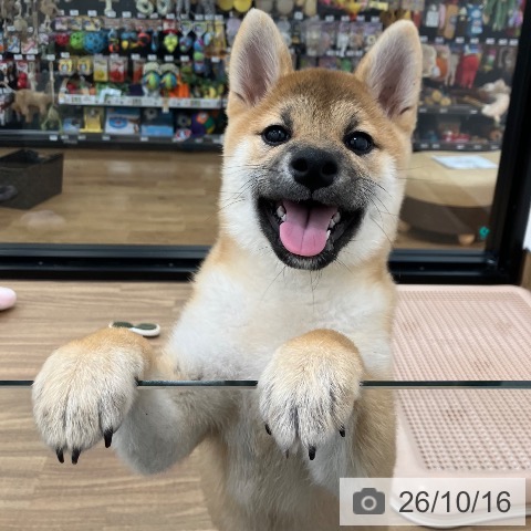 柴の写真