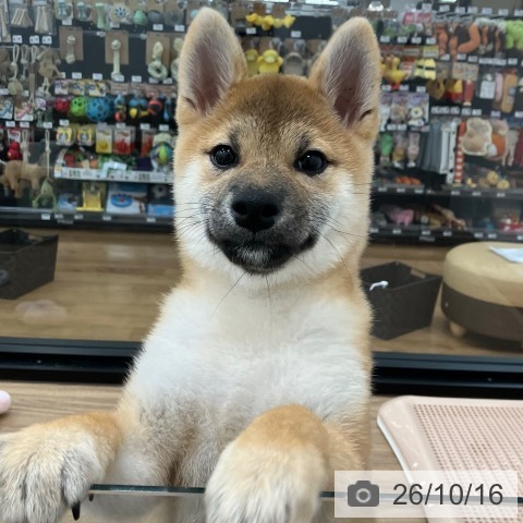柴の写真