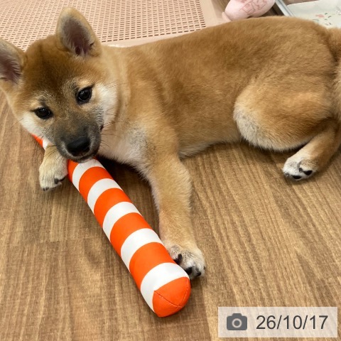 茨城県の柴犬(標準サイズ) (ペッツワン 古河店/2026年7月2日生まれ/女の子/赤)の子犬の4枚目の画像