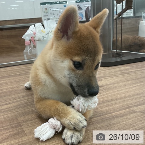 茨城県の柴犬(標準サイズ) (ペッツワン 古河店/2026年7月2日生まれ/女の子/赤)の子犬の3枚目の画像