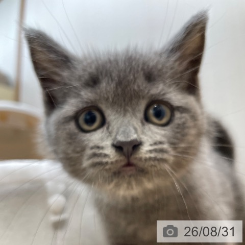 ブリティッシュショートヘアの写真