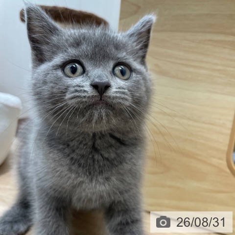 ブリティッシュショートヘアの写真