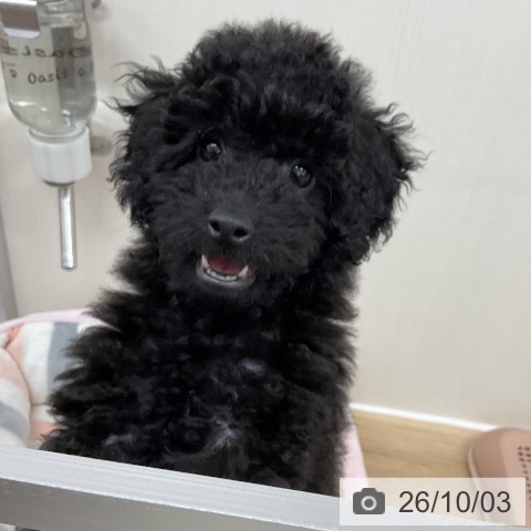 神奈川県のトイプードル(トイ) (ペットプラス アミーゴ藤沢店/2026年6月25日生まれ/女の子/ブラック)の子犬の4枚目の画像