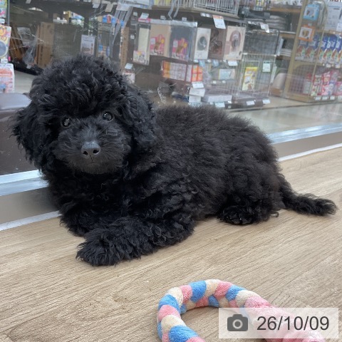神奈川県のトイプードル(トイ) (ペットプラス アミーゴ藤沢店/2026年6月25日生まれ/女の子/ブラック)の子犬の4枚目の画像