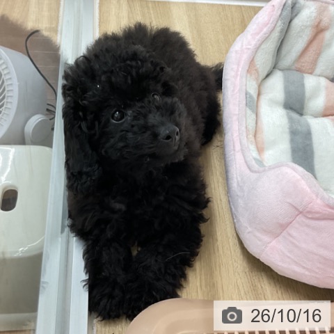 神奈川県のトイプードル(トイ) (ペットプラス アミーゴ藤沢店/2026年6月25日生まれ/女の子/ブラック)の子犬の4枚目の画像