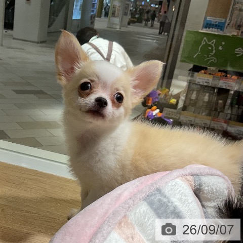 神奈川県のチワワ(ロング) (ペッツワン 鎌倉梶原店/2026年6月27日生まれ/男の子/クリームホワイト)の子犬の4枚目の画像