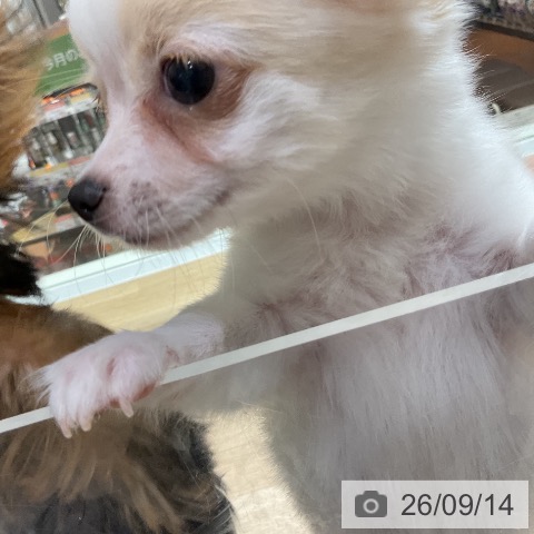 神奈川県のチワワ(ロング) (ペッツワン 鎌倉梶原店/2026年6月27日生まれ/男の子/クリームホワイト)の子犬の3枚目の画像