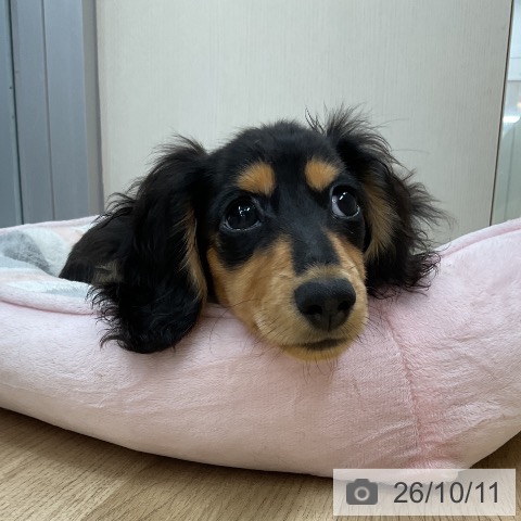 ミニチュア・ダックスフンドの写真