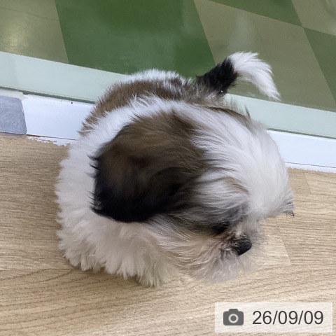 山梨県のシーズー (ペットプラス 甲府昭和店/2026年7月2日生まれ/男の子/ホワイトゴールド)の子犬の4枚目の画像
