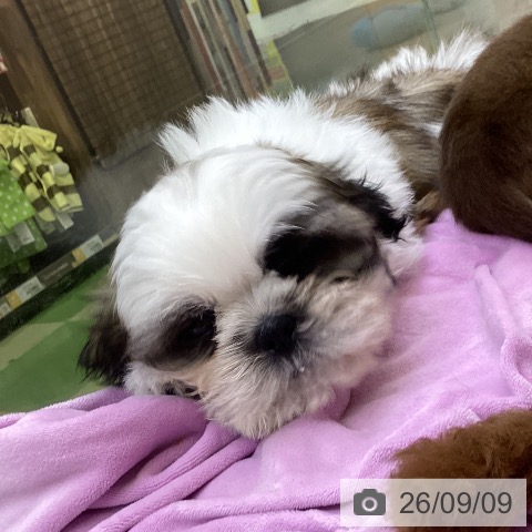 山梨県のシーズー (ペットプラス 甲府昭和店/2026年7月2日生まれ/男の子/ホワイトゴールド)の子犬の3枚目の画像