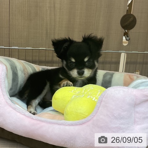 神奈川県のチワワ(ロング) (ペッツワン 横須賀久里浜店/2026年6月28日生まれ/男の子/ブラックタン)の子犬の3枚目の画像