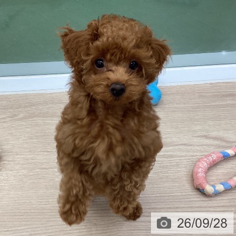 埼玉県のトイプードル(トイ) (ペットプラス 上尾店/2026年7月3日生まれ/女の子/レッド)の子犬の4枚目の画像