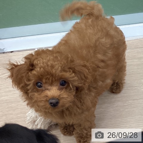 埼玉県のトイプードル(トイ) (ペットプラス 上尾店/2026年7月3日生まれ/女の子/レッド)の子犬の3枚目の画像