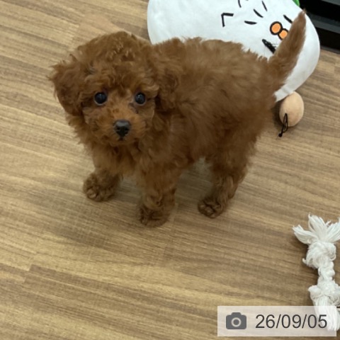 埼玉県のトイプードル(トイ) (ペットプラス 川口店/2026年7月3日生まれ/女の子/レッド)の子犬の4枚目の画像