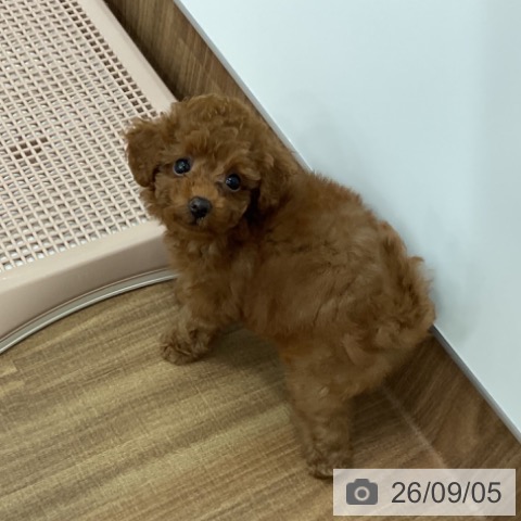 埼玉県のトイプードル(トイ) (ペットプラス 川口店/2026年7月3日生まれ/女の子/レッド)の子犬の3枚目の画像