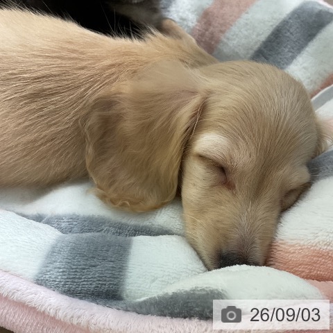 埼玉県のミニチュアダックスフンド(ロング) (ペットプラス ららぽーと新三郷店/2026年6月26日生まれ/女の子/イエロー)の子犬の3枚目の画像