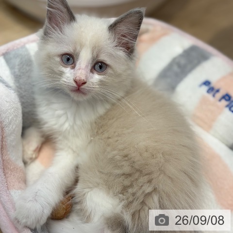 大阪府のラグドール (ペットプラス イオン大日店/2026年7月3日生まれ/男の子/ブルーポイントバイカラー)の子猫の3枚目の画像