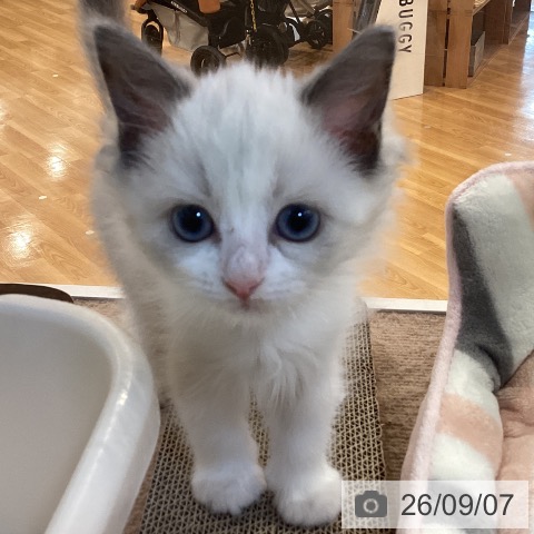 京都府のラグドール (ペットプラス イオンモールKYOTO店/2026年6月25日生まれ/男の子/ブルーポイントバイカラー)の子猫の3枚目の画像