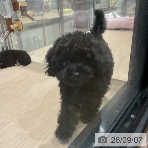 埼玉県のトイプードル(トイ) (ペットプラス コクーンシティ店/2026年6月30日生まれ/女の子/ブラック)の子犬の3枚目の画像