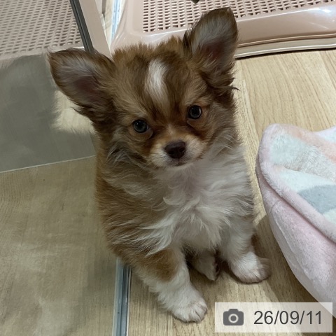 神奈川県のチワワ(ロング) (ペットプラス モザイクモール港北店/2026年7月3日生まれ/男の子/チョコレートフォーンホワイト)の子犬の3枚目の画像