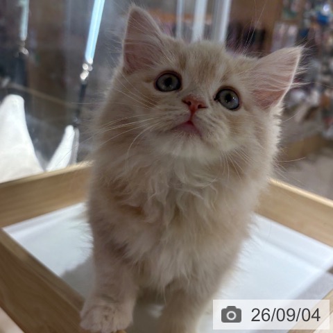 サイベリアンの写真