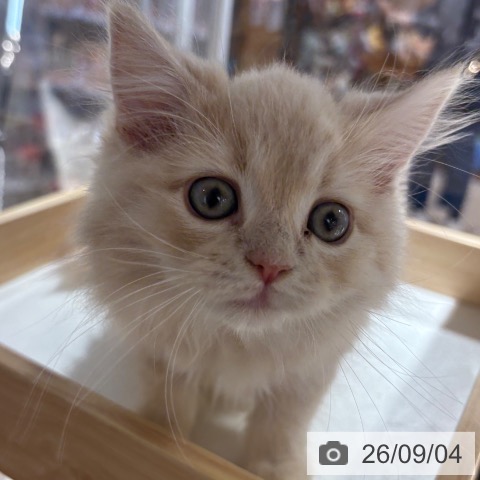 サイベリアンの写真