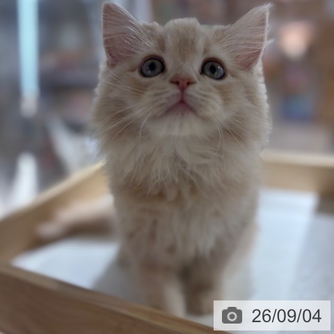サイベリアンの写真