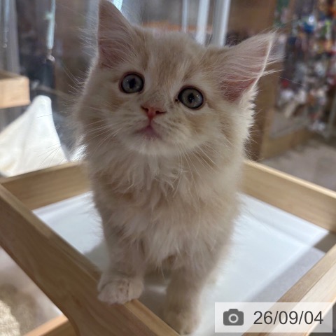 サイベリアンの写真