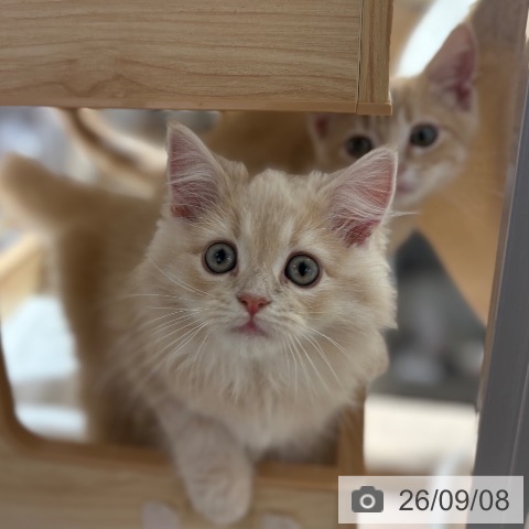 兵庫県のサイベリアン (ペットプラス 神戸三宮店/2026年6月26日生まれ/男の子/クリームタビー)の子猫の3枚目の画像