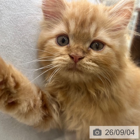 サイベリアンの写真