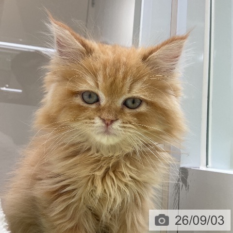 サイベリアンの写真