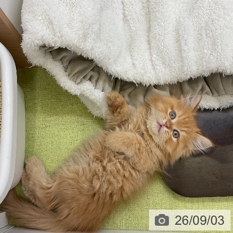 サイベリアンの写真