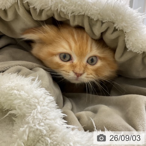 サイベリアンの写真
