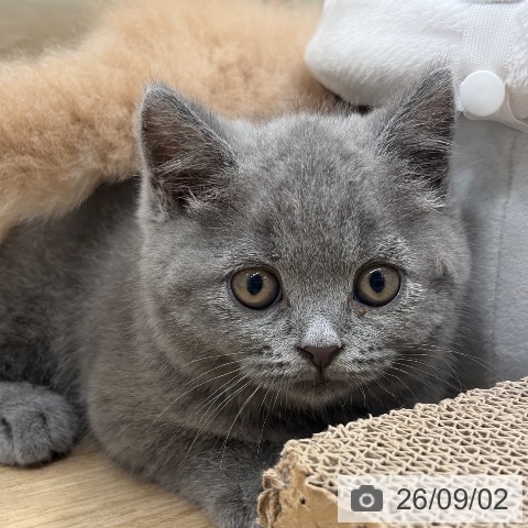 ブリティッシュショートヘアの写真