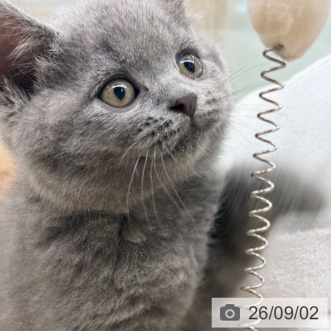 ブリティッシュショートヘアの写真