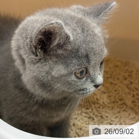 ブリティッシュショートヘアの写真