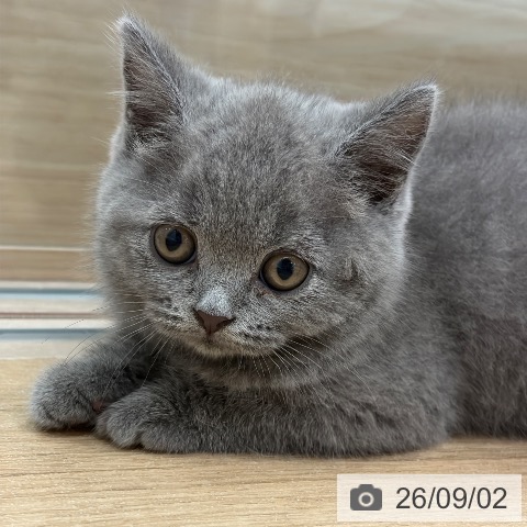 ブリティッシュショートヘアの写真